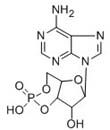 Dimethylaminopyridine
