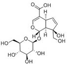 Monotropein